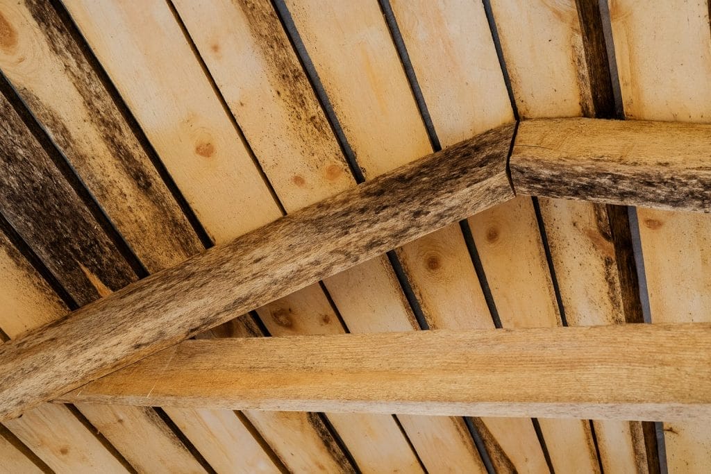 Mögel i takbjälkar